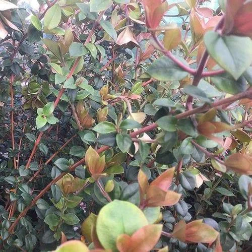 Myrtus ugni Red Devil