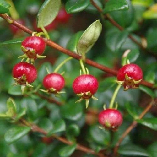 Myrtus ugni Red Devil