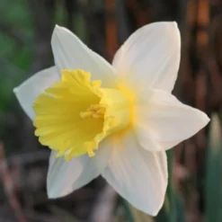 Daffodil Finland