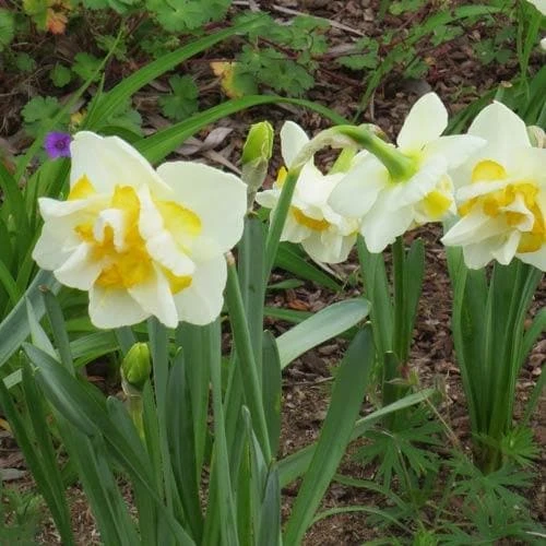 Daffodil White Lion
