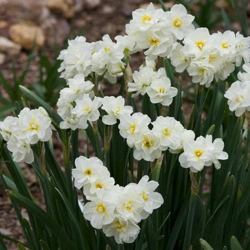 Daffodil Winston Churchill