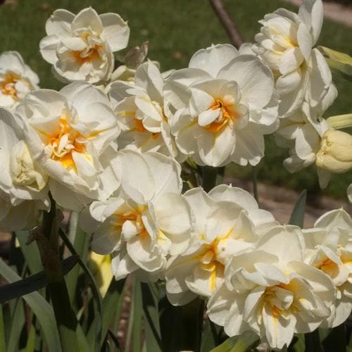 Daffodil Winston Churchill