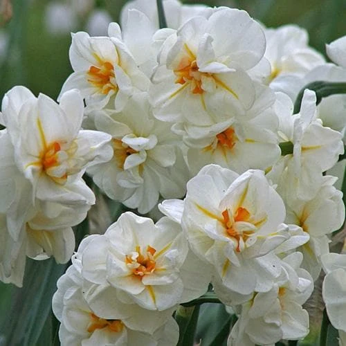 Daffodil Winston Churchill