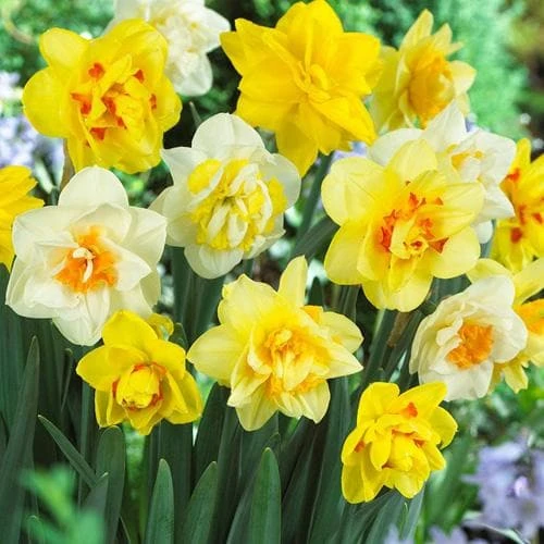 Daffodil - Mixed Double