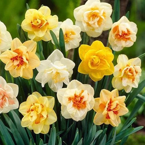 Daffodil - Mixed Double