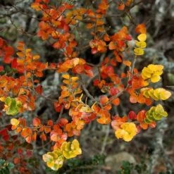 Nothofagus Cunninghamii - Myrtle Beech