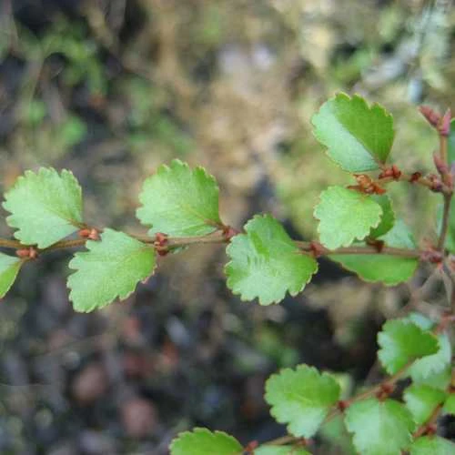 Nothofagus menziesii - Silver Beech
