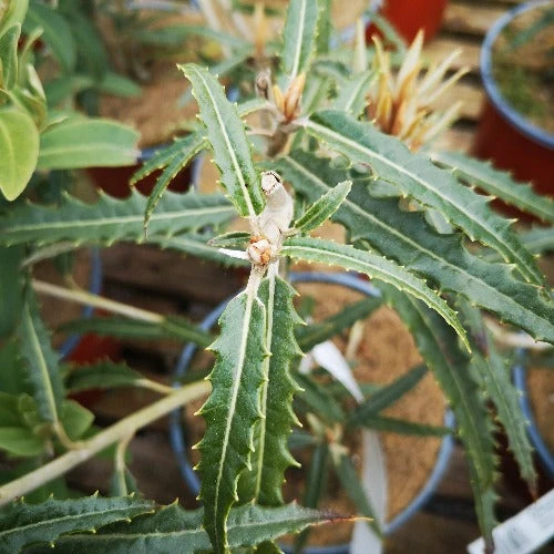Olearia x mollis Zennorensis
