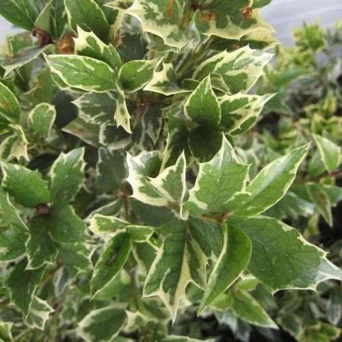 Osmanthus heterophyllus Variegatus