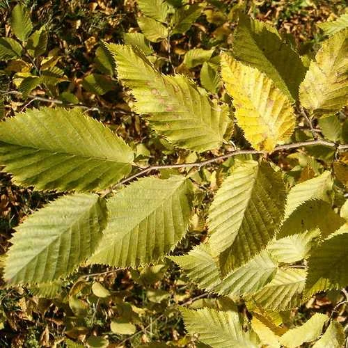 Ostrya carpinifolia - Hop Hornbeam