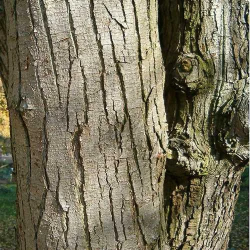 Ostrya carpinifolia - Hop Hornbeam