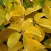 Parthenocissus Quinquefolia Yellow Wall