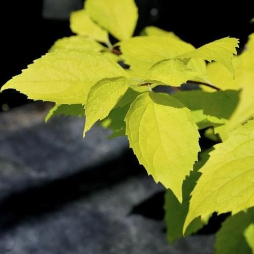 Philadelphus coronarius Aureus