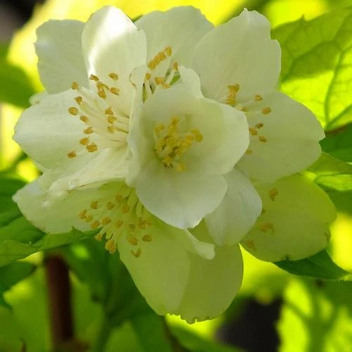 Philadelphus coronarius Aureus