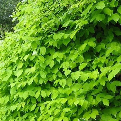 Philadelphus coronarius Aureus