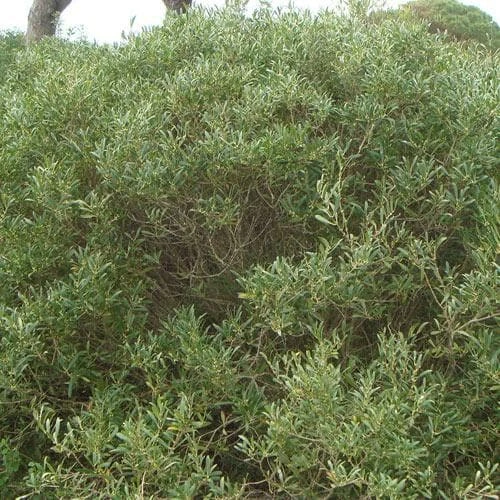 Phillyrea angustifolia