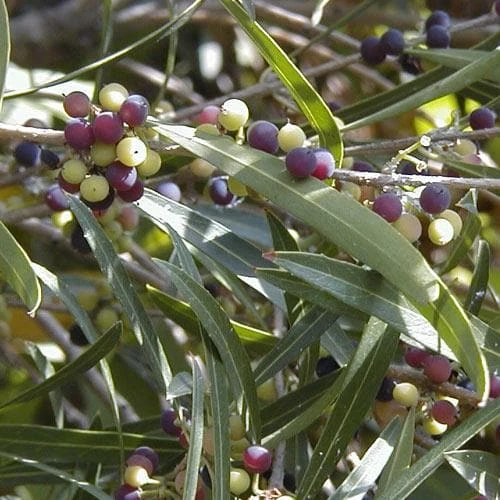 Phillyrea angustifolia