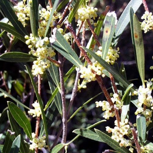 Phillyrea angustifolia