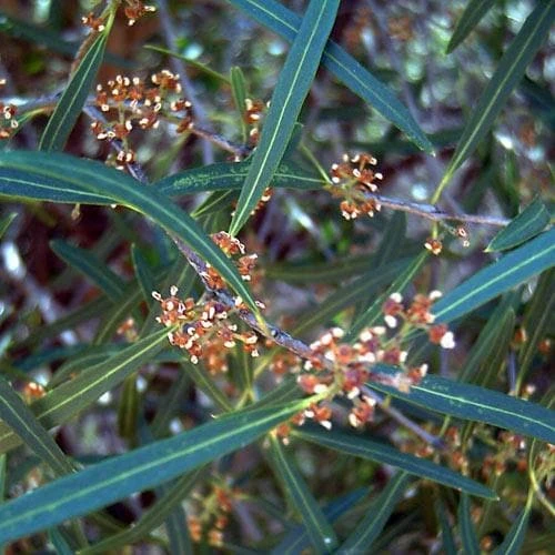 Phillyrea angustifolia