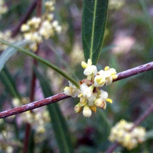 Phillyrea angustifolia