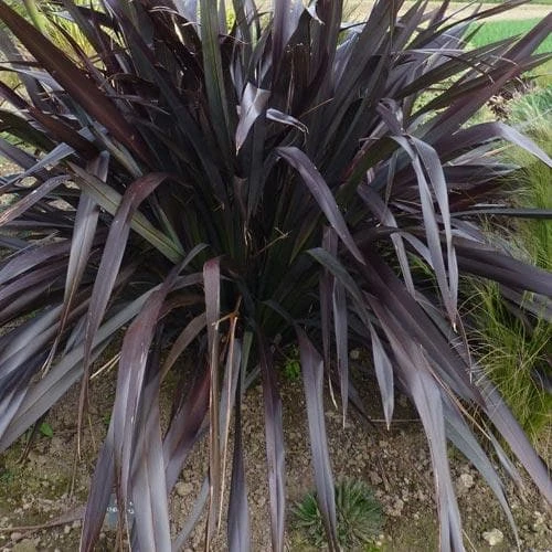 Phormium Platt’s Black