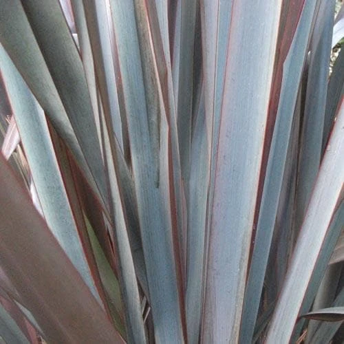 Phormium Platt’s Black