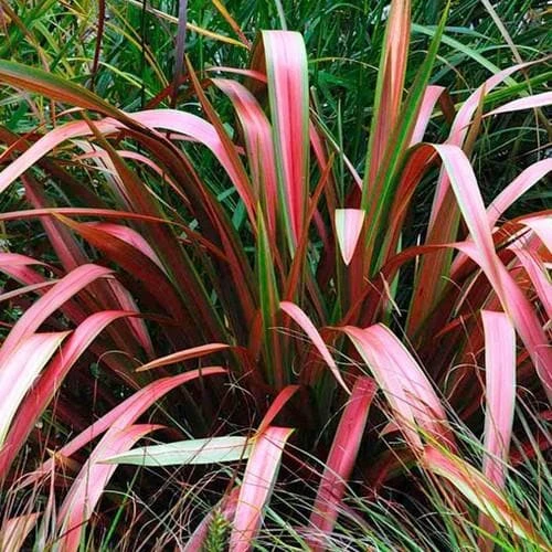 Phormium Jester