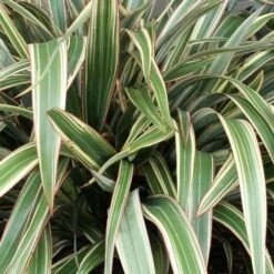 Phormium Tricolor