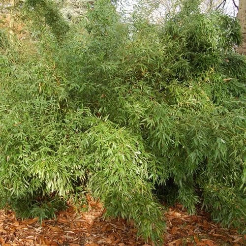 Phyllostachys bissetii