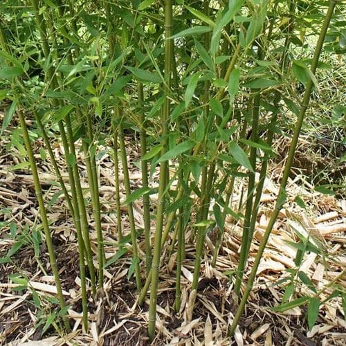 Phyllostachys bissetii