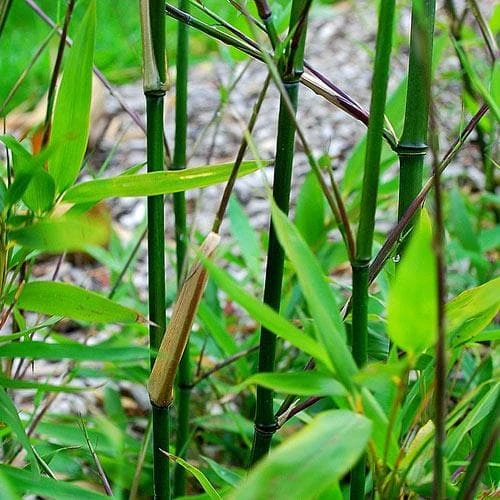 Phyllostachys bissetii