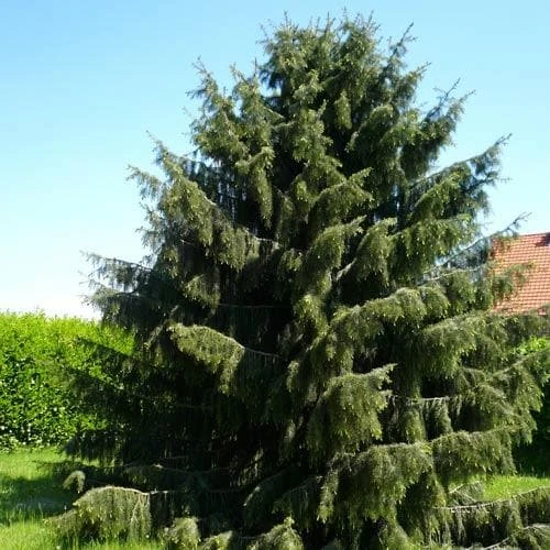 Picea breweriana - Brewer's Weeping Spruce