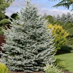 Picea Pungens Fat Albert