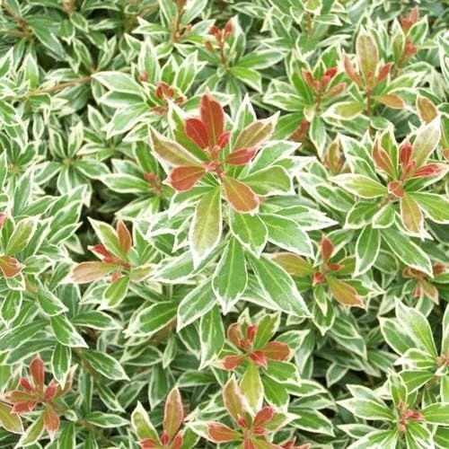 Pieris japonica Little Heath