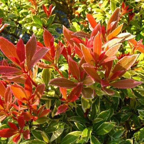 Pieris japonica Little Heath