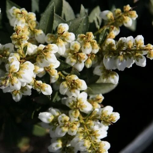 Pieris japonica Sarabande