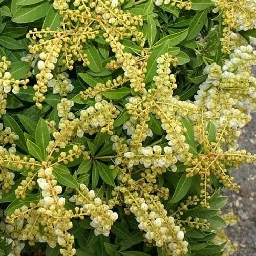 Pieris japonica Sarabande