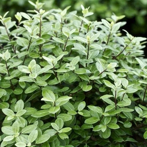 Pittosporum tenuifolium Golf Ball