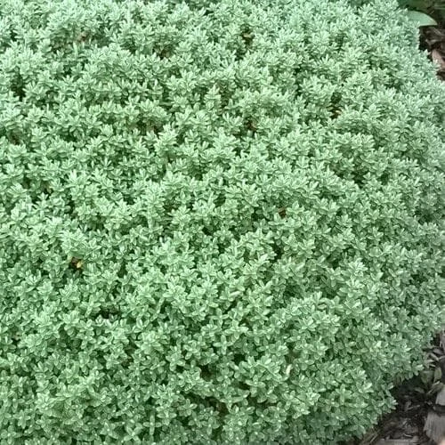 Pittosporum tenuifolium Golf Ball