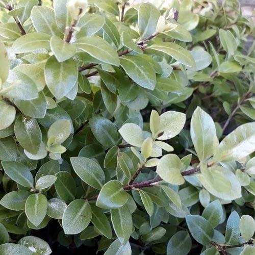 Pittosporum tenuifolium Golf Ball