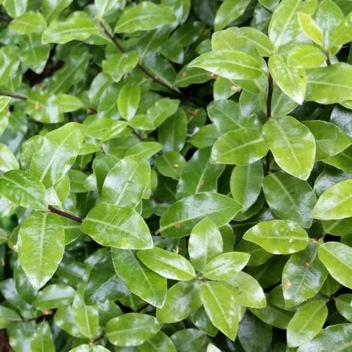 Pittosporum tenuifolium Golf Ball