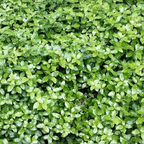 Pittosporum tenuifolium Golf Ball