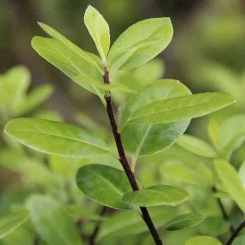 Pittosporum tenuifolium Golf Ball
