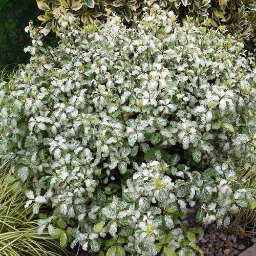 Pittosporum tenuifolium Irene Paterson