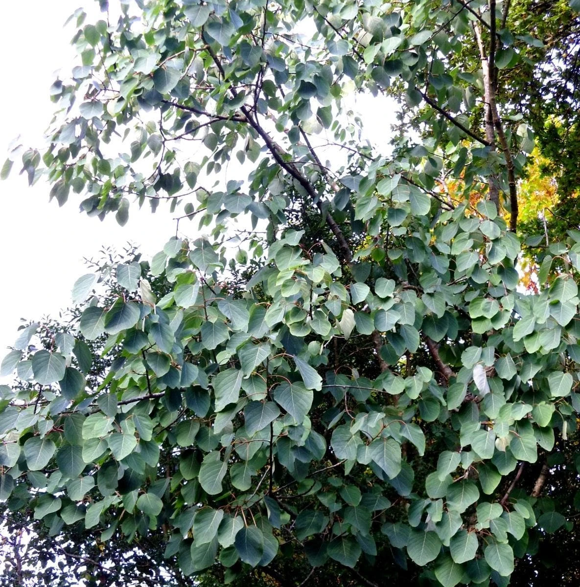 Populus jacquemontii Glauca