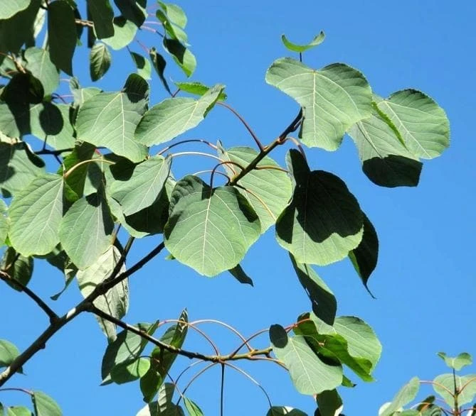 Populus jacquemontii Glauca