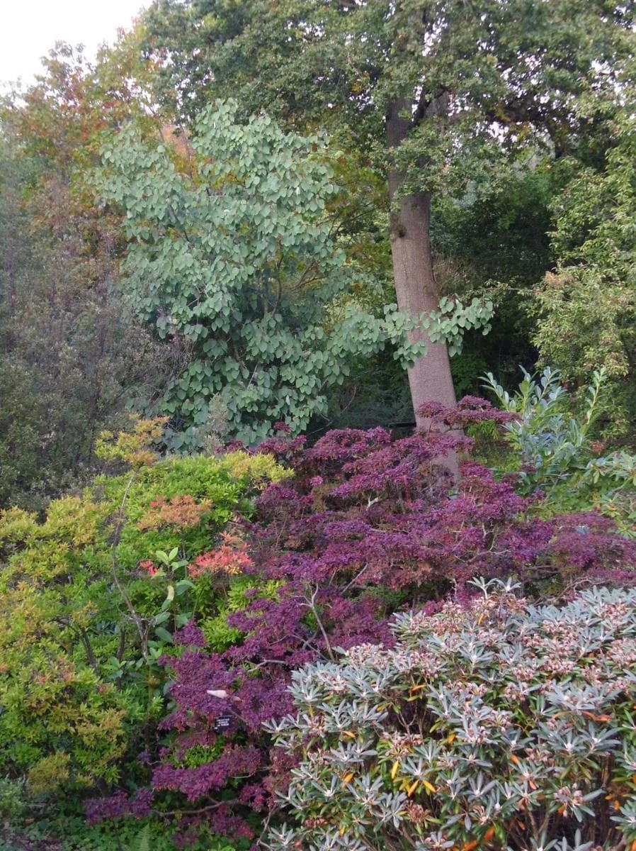 Populus jacquemontii Glauca