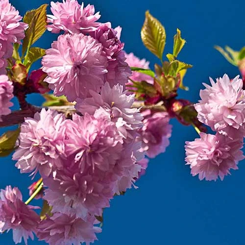 Prunus Kiku-Shidare-Sakura