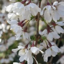 Prunus X Incisa Woodfield Cluster