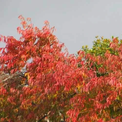 Prunus x subhirtella Autumnalis Rosea